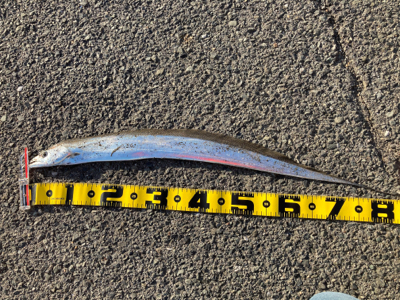 タチウオ開幕？