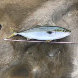 久々のショアプラッキング