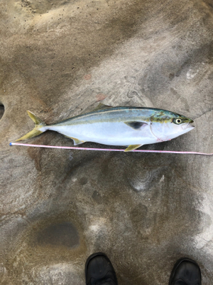 久々のショアプラッキング