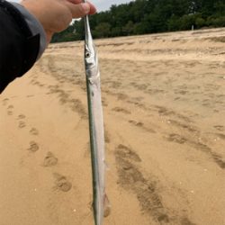 サーフシーバス終盤