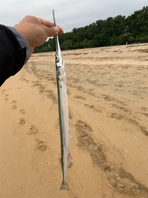 サーフシーバス終盤