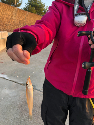 キス狙いで五目釣り