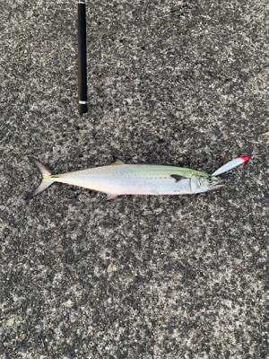 親父たちの釣行　ヒイカ調査のはずが・・・編