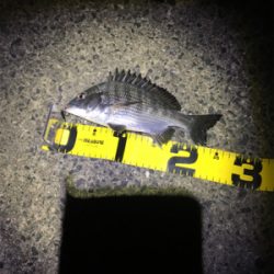 こうちゃんとチンタ