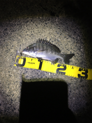 こうちゃんとチンタ