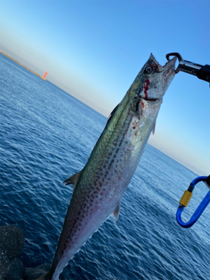 狙いはサゴシ！！