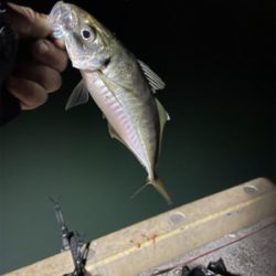 ナイトアジング