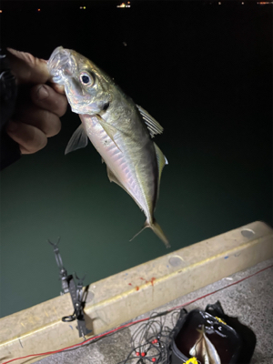 ナイトアジング