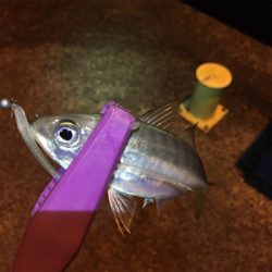 大阪湾奥アジング 中アジの回遊