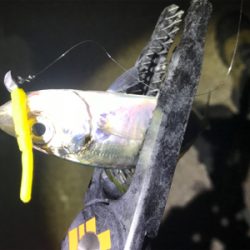 まぁまぁアジング