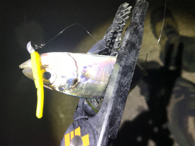 まぁまぁアジング