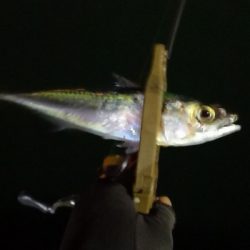 アジング練習 213