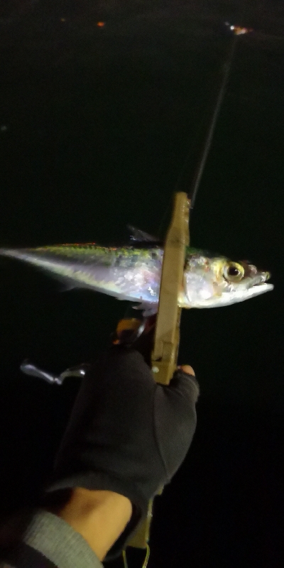 アジング練習 213