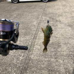 フラットフィッシュに挑戦