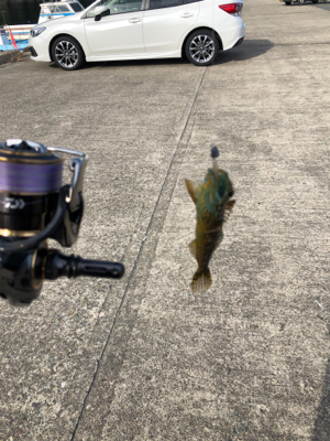 フラットフィッシュに挑戦