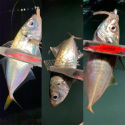 関門のマメアジ