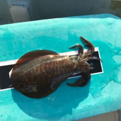 全集中、五目釣りの呼吸。