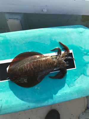 全集中、五目釣りの呼吸。