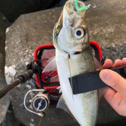 夜中〜まずめアジング