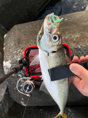 夜中〜まずめアジング