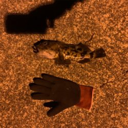 夜から翌日の昼釣行