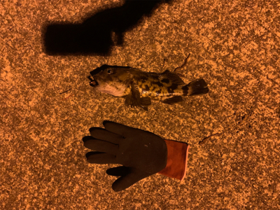 夜から翌日の昼釣行