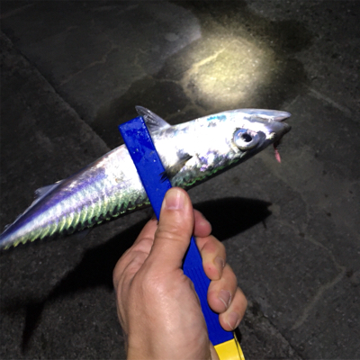 明石でライトゲーム