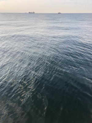 今週もノマセでの釣果はメジロ‼️