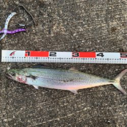 ショアジギングしました