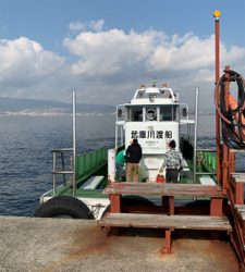 青物　好調のはずが？