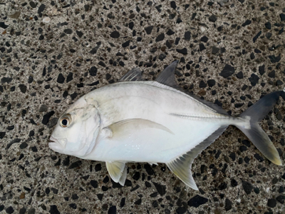 バラシまくり、、。