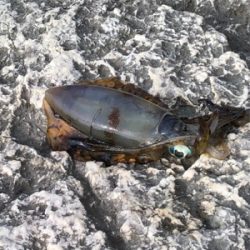 釣り納のはずが！