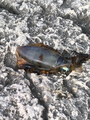 釣り納のはずが！