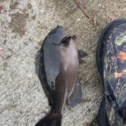 南港の波止グレ好調〜