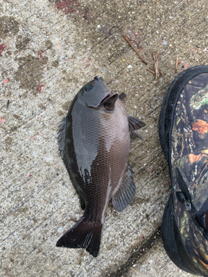 南港の波止グレ好調〜