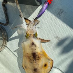 ティップラン本格か？