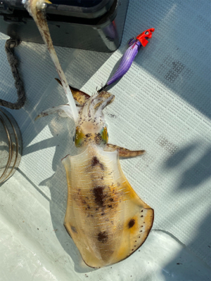 ティップラン本格か？