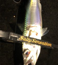 アジングナイト(快釣❗)