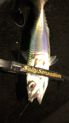 アジングナイト(快釣❗)