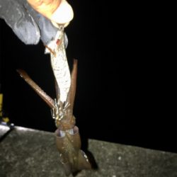 ヒイカ調査、木材港にて(^^)