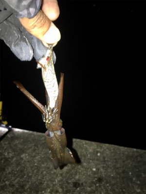 ヒイカ調査、木材港にて(^^)