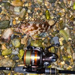 抱卵ガシラ＋α