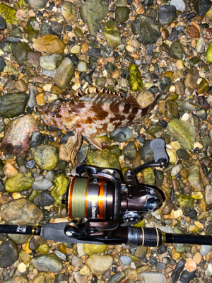 抱卵ガシラ＋α