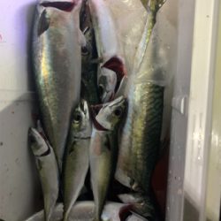 タチウオのはずが大サバ!