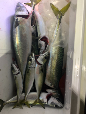 タチウオのはずが大サバ!