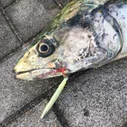 サワラ95センチ。。。