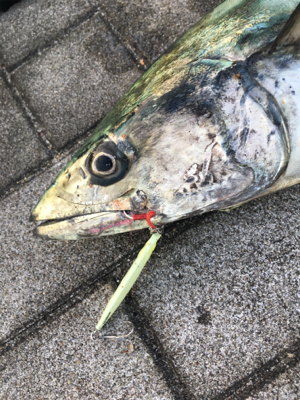 サワラ95センチ。。。