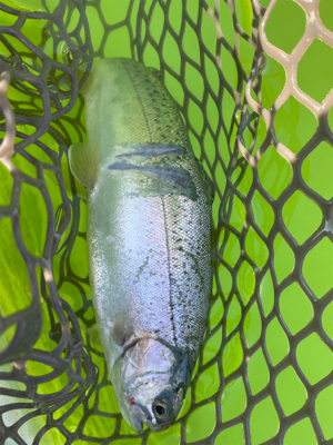 トラウト　半袖レベルの暑さ