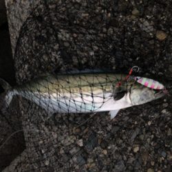 一応釣れたが…