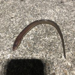 サワラ サイズが多かった!